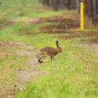 Hase im Wald