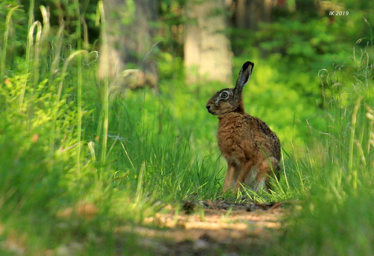 Hase im Wald Foto & Bild hase, natur, tiere Bilder auf