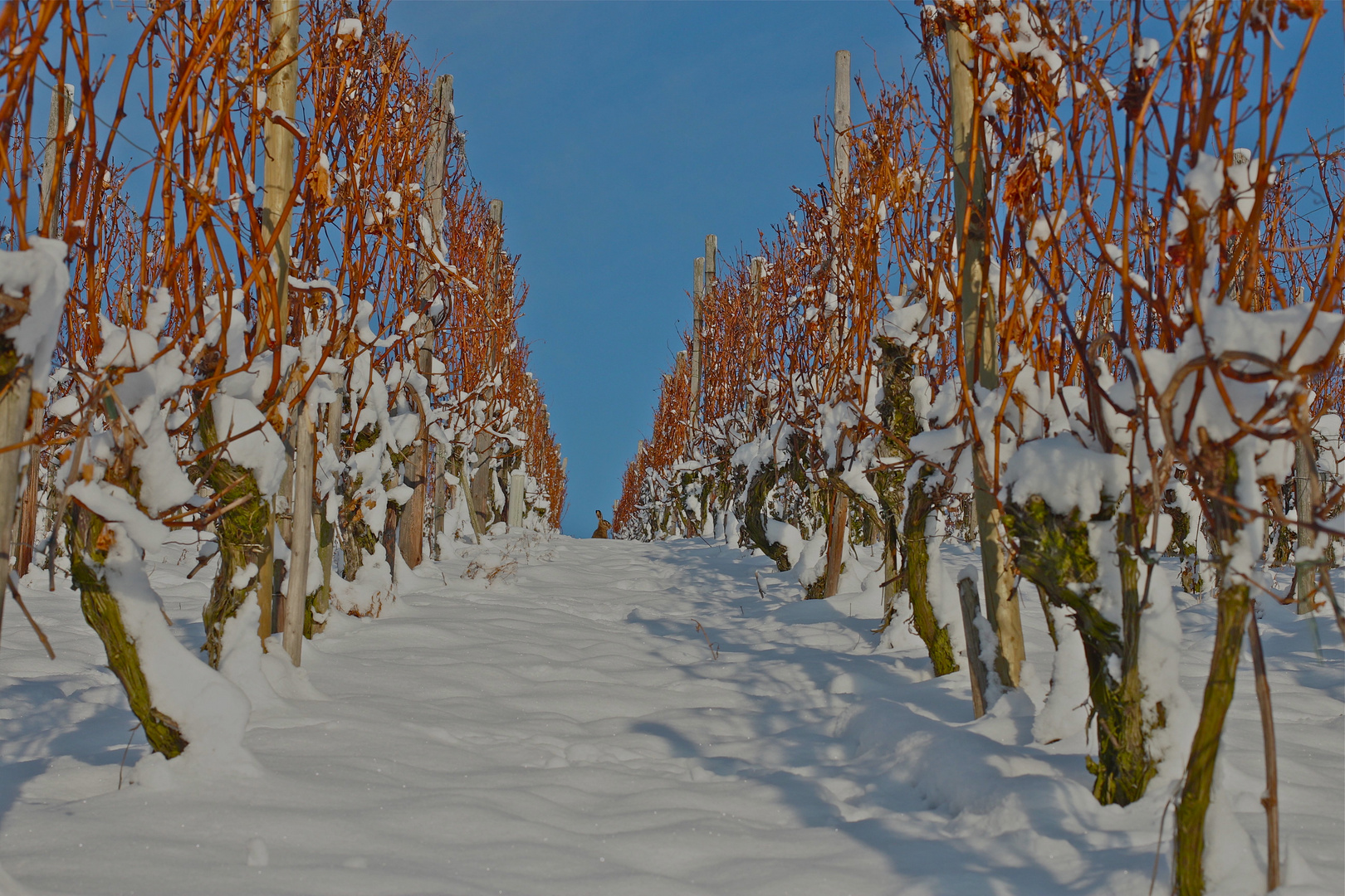 Hase im Weinberg