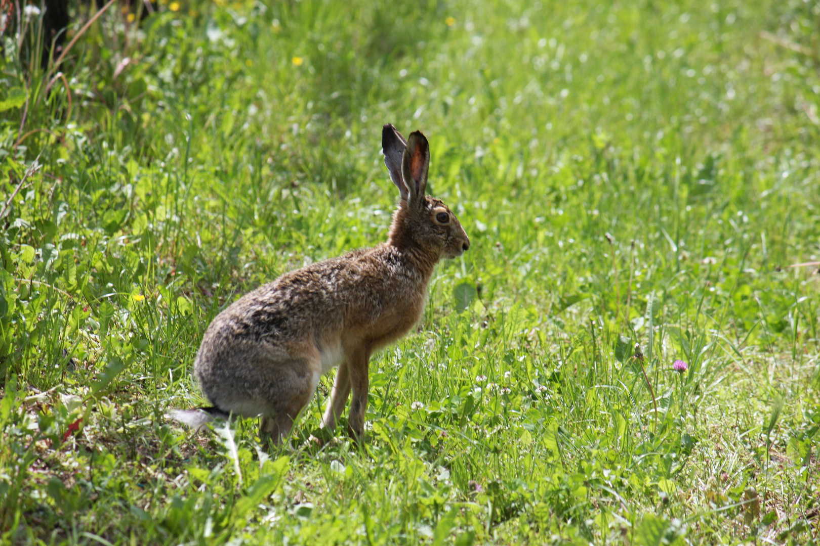 Hase im Weinberg