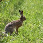 Hase im Weinberg