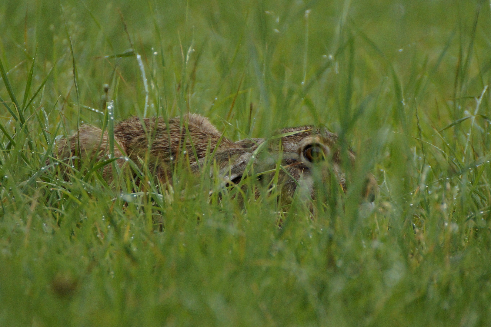 Hase in Deckung