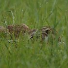 Hase in Deckung