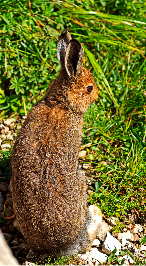 Hase in den Alpen