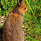 Hase in den Alpen