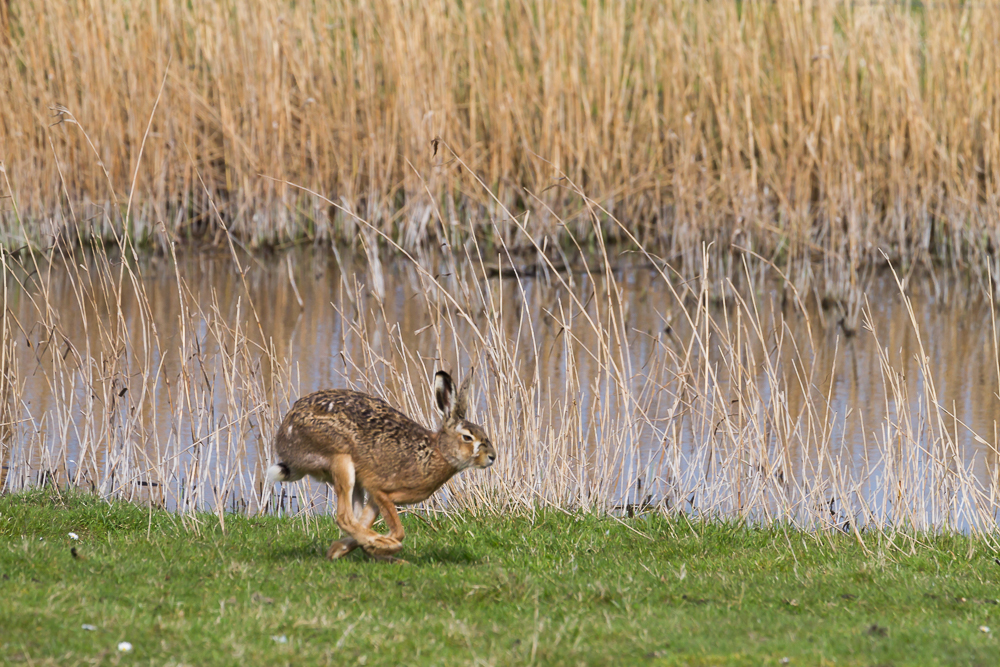 Hase in den Salzwiesen