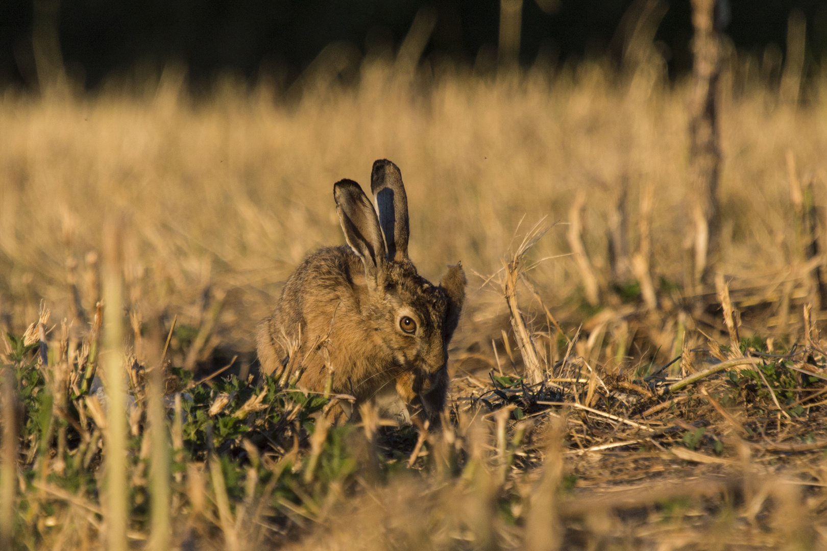 Hase in der Abendsonne