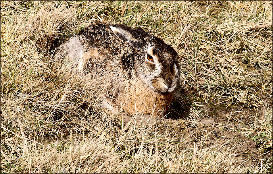 Hase in der Morgensonne