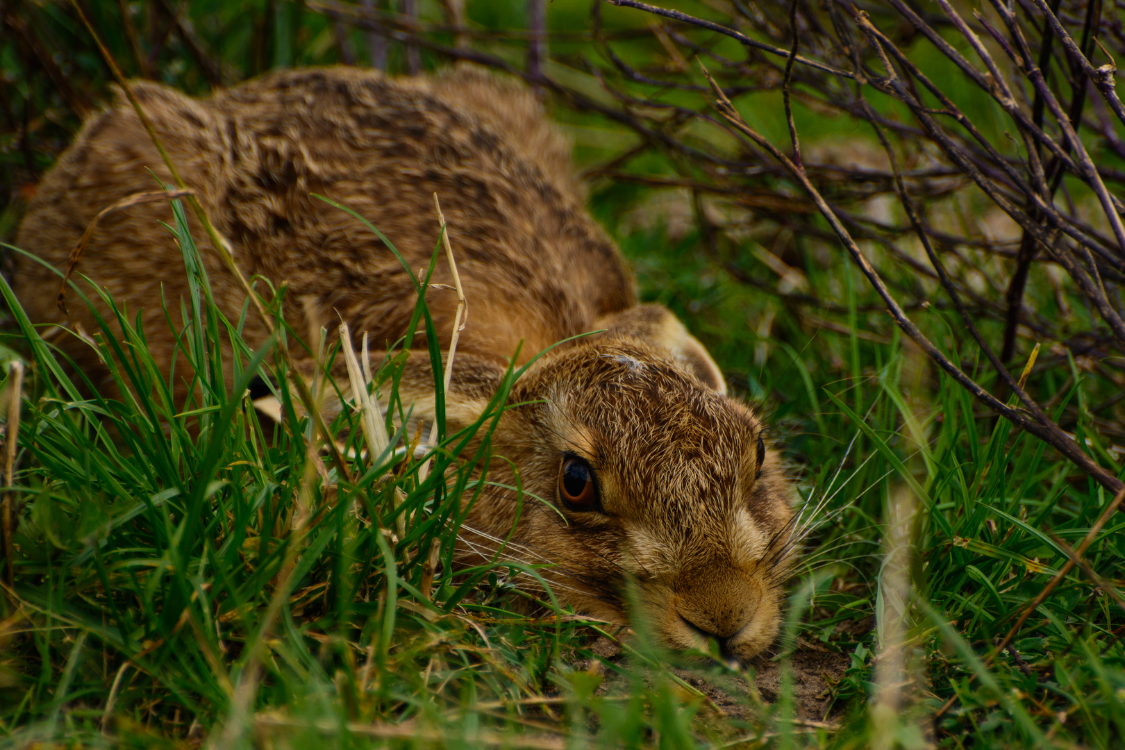 Hase in der sasse