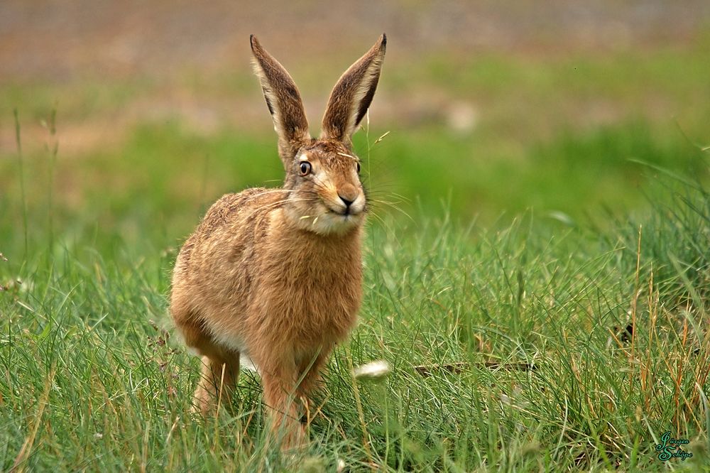 Hase in Freier Wildbahn