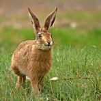 Hase in Freier Wildbahn