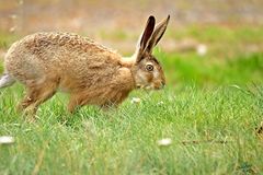 Hase in Freier Wildbahn 2