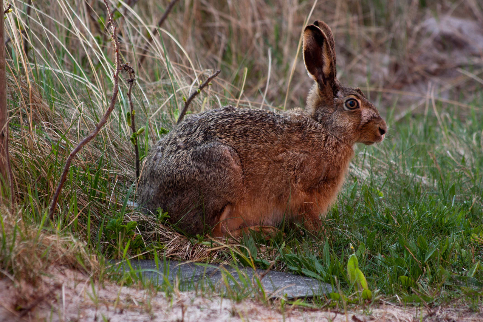 Hase in hab Acht