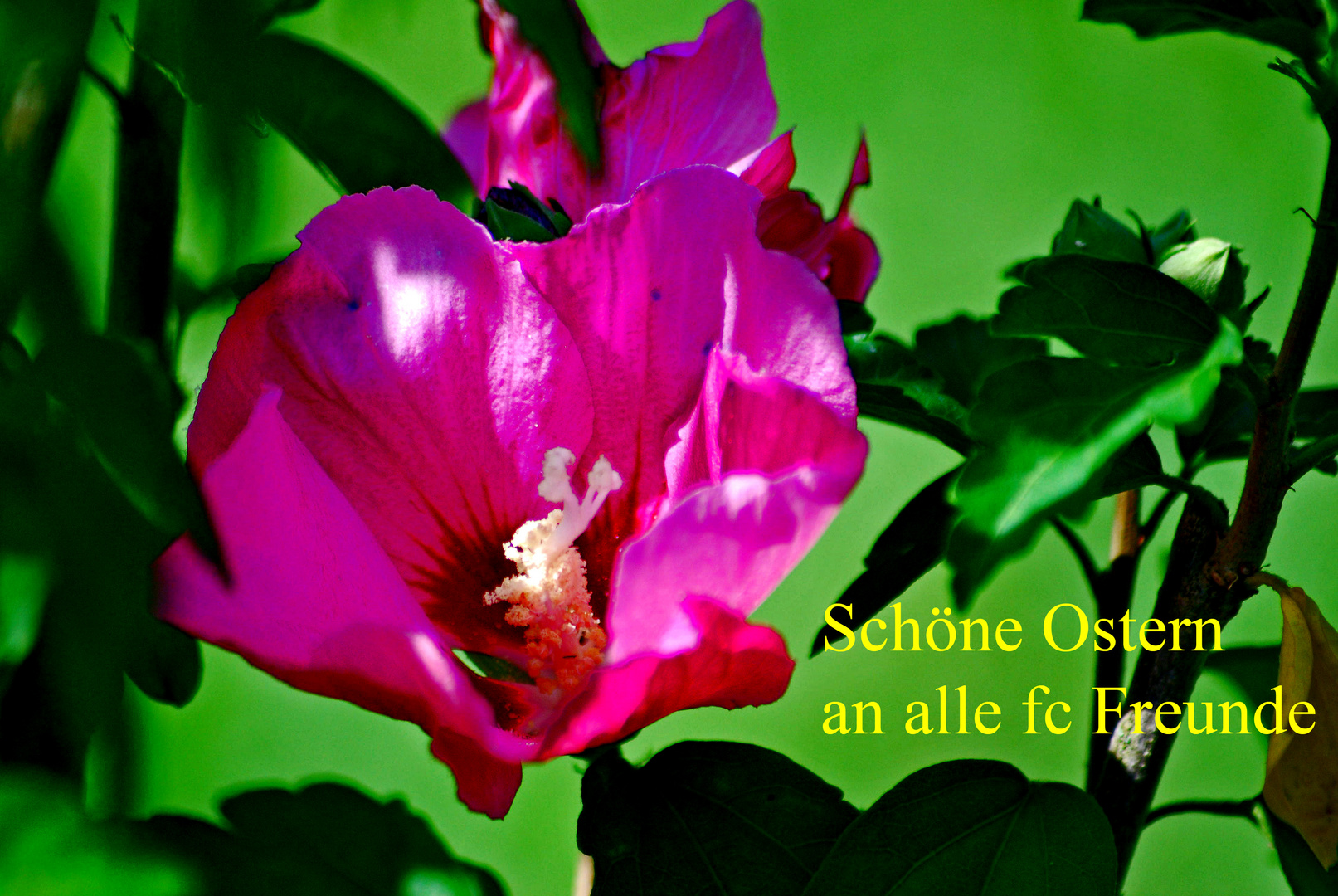 "Hase in Hibiskus"