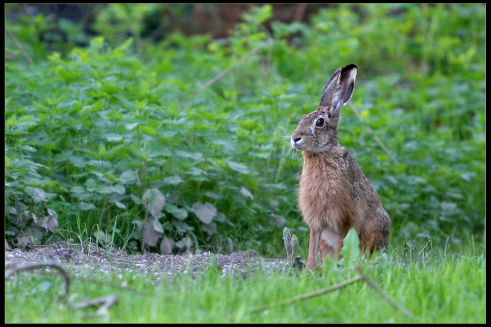 Hase in "Horch-Stellung"