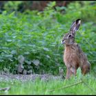 Hase in "Horch-Stellung"