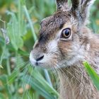 Hase in Landschaft, Landschaft in Hase...