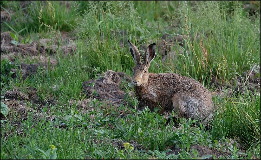 Hase in Ruhestellung