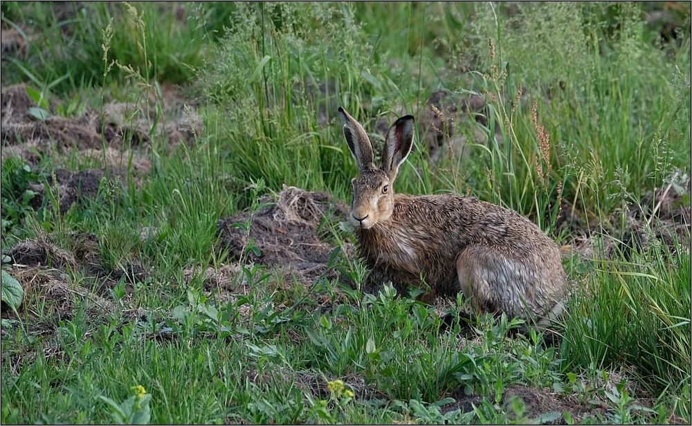 Hase in Ruhestellung