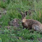 Hase in Ruhestellung