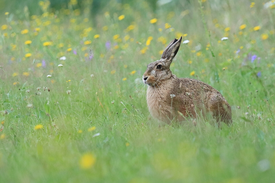 Hase in schöner Wiese