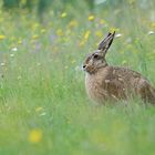 Hase in schöner Wiese