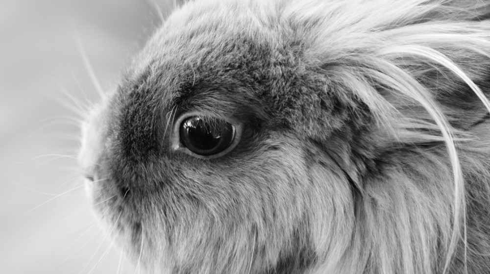 Hase in Schwarz/Weiß Foto & Bild | tiere, haustiere, nagetiere & kaninchen  Bilder auf fotocommunity