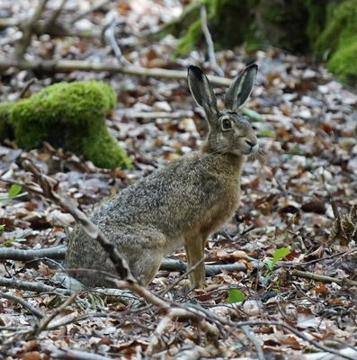 Hase in Wald