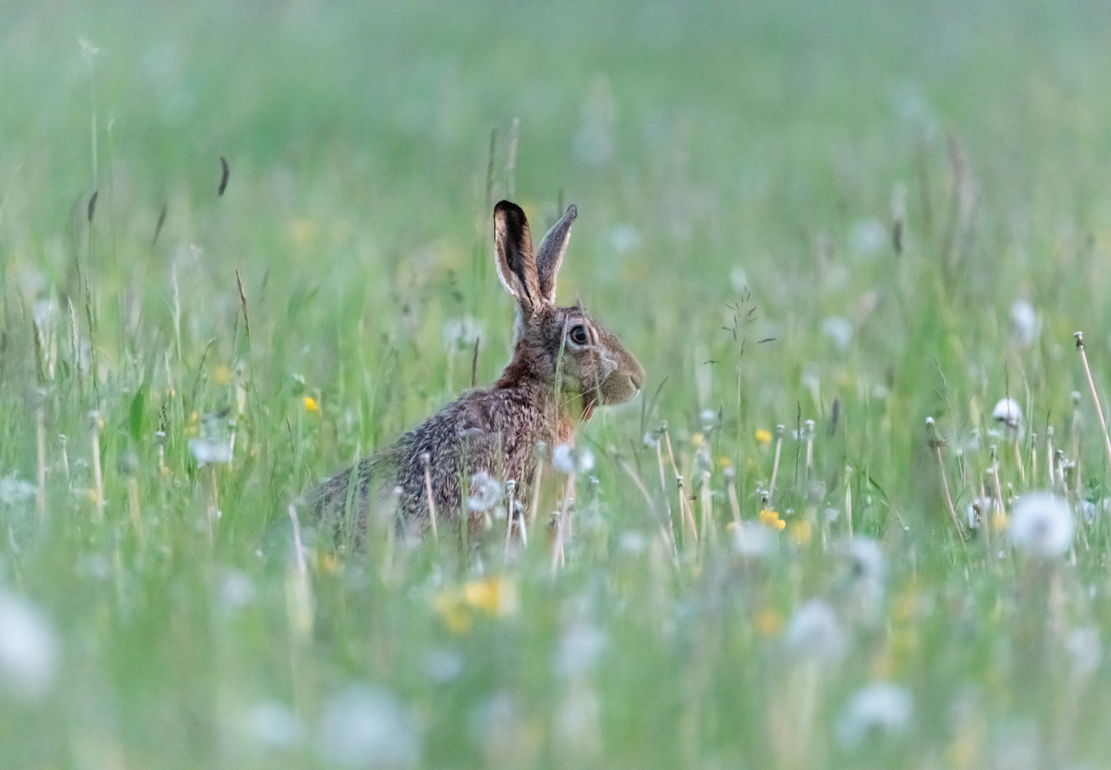 Hase in Wiese am Abend 