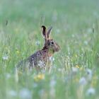 Hase in Wiese am Abend 
