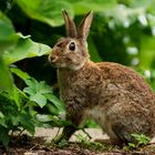 Hase, Kaninchen