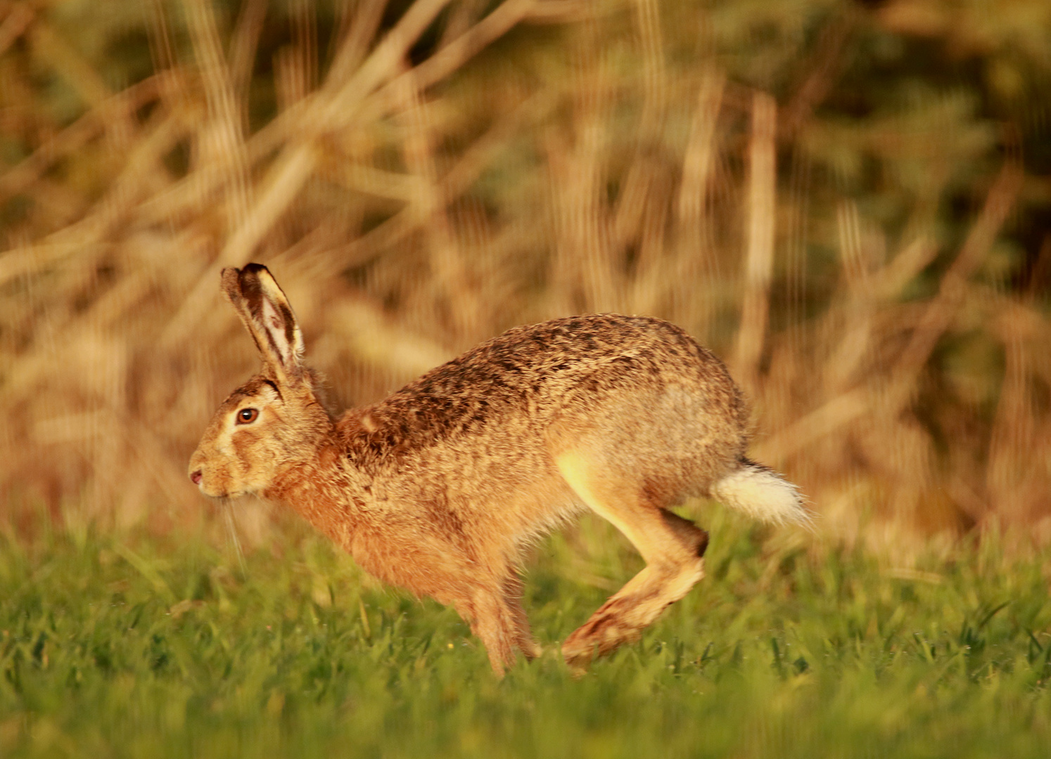 Hase kreuzt 