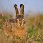 Hase (Lepus europaeus)