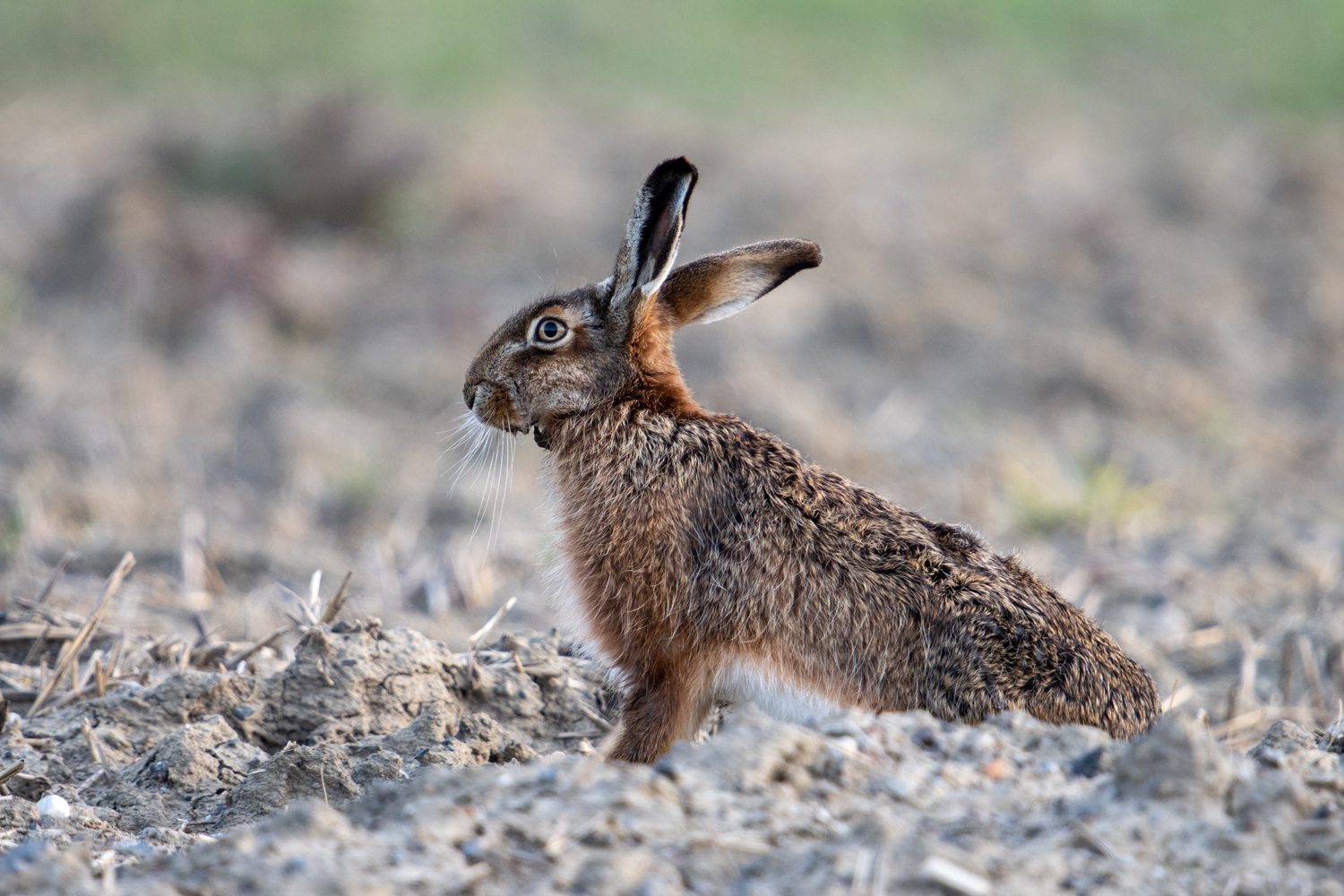 Hase (Lepus europaeus)