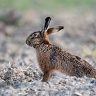 Hase (Lepus europaeus)