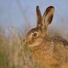 Hase (Lepus europaeus)