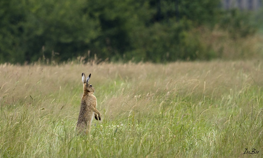 Hase macht einen Kegel