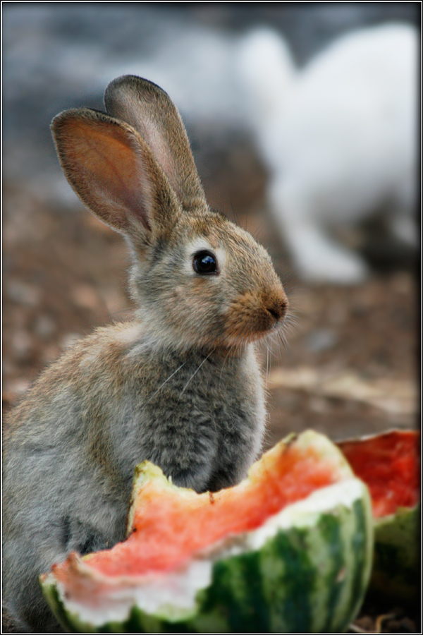 Hase mit Melone