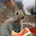 Hase mit Melone