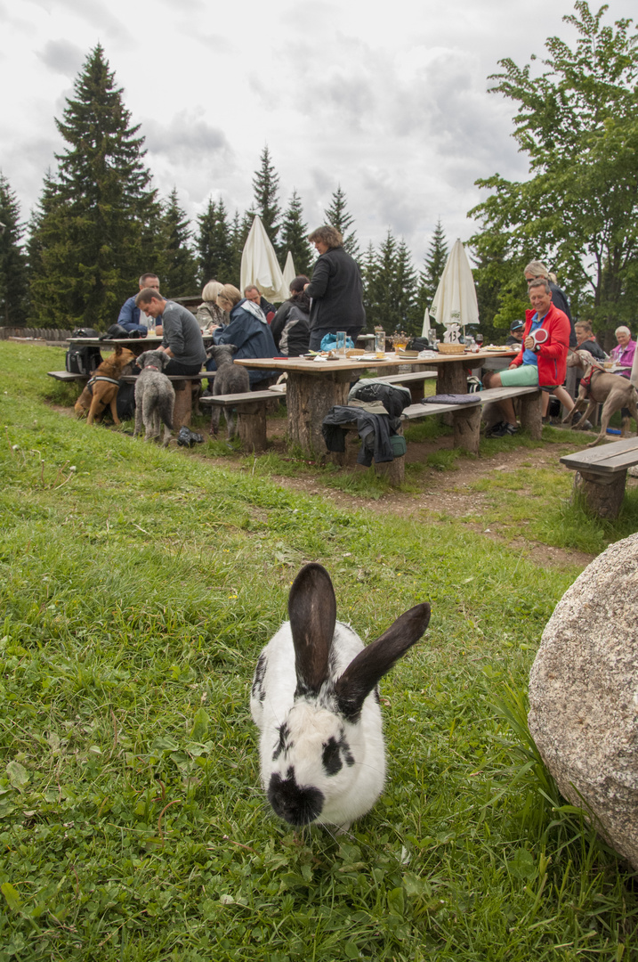 Hase mit Mut