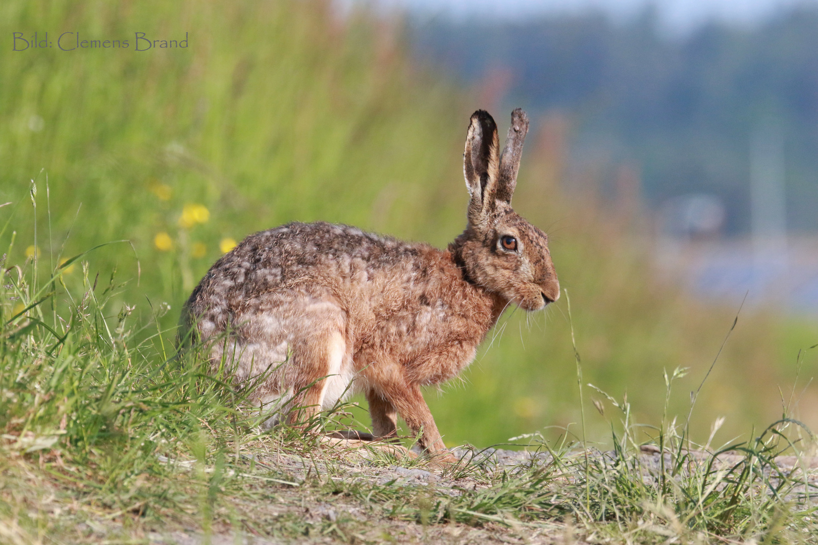 Hase mit Nase 