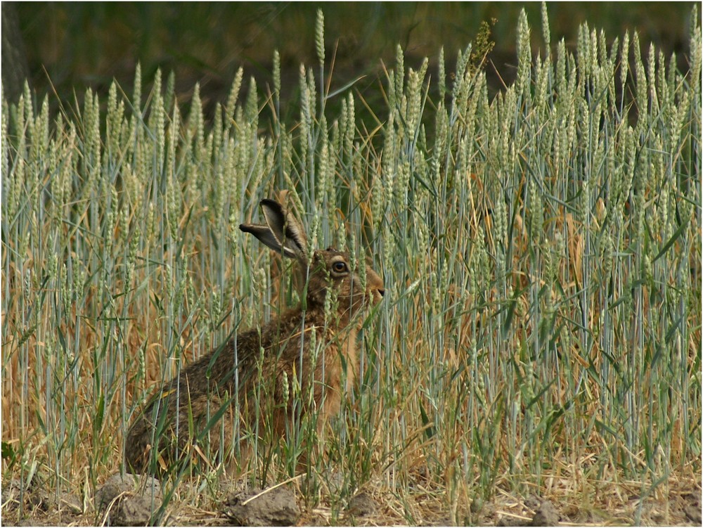 Hase mit Tarnung