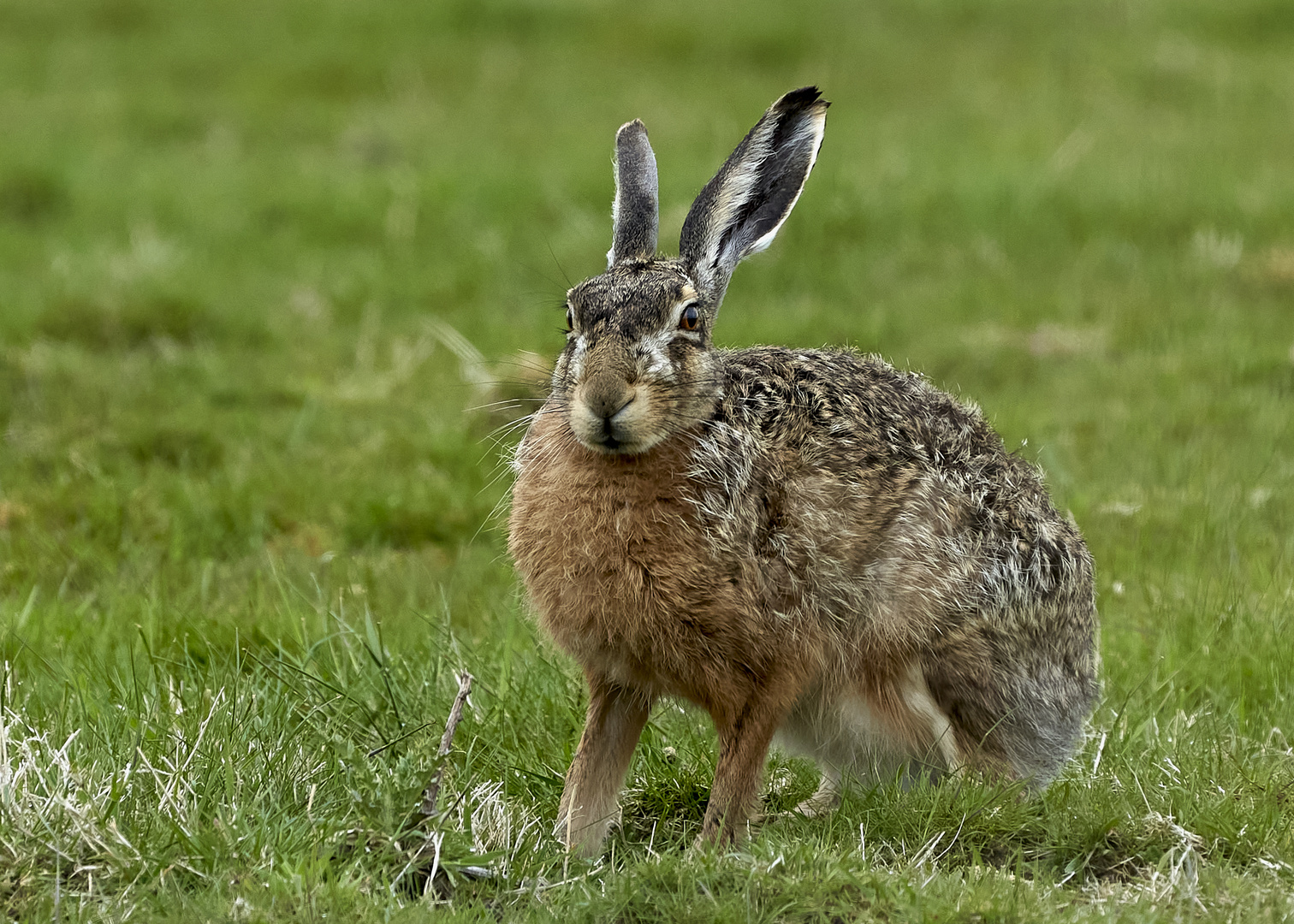 Hase nach dem Regen