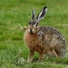 Hase nach dem Regen