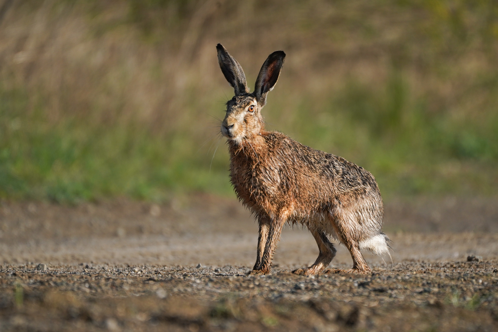 Hase nach Ostern!