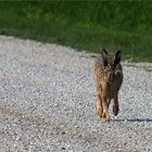 hase nähert sich dem auto