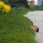 hase nascht am feldwegrand