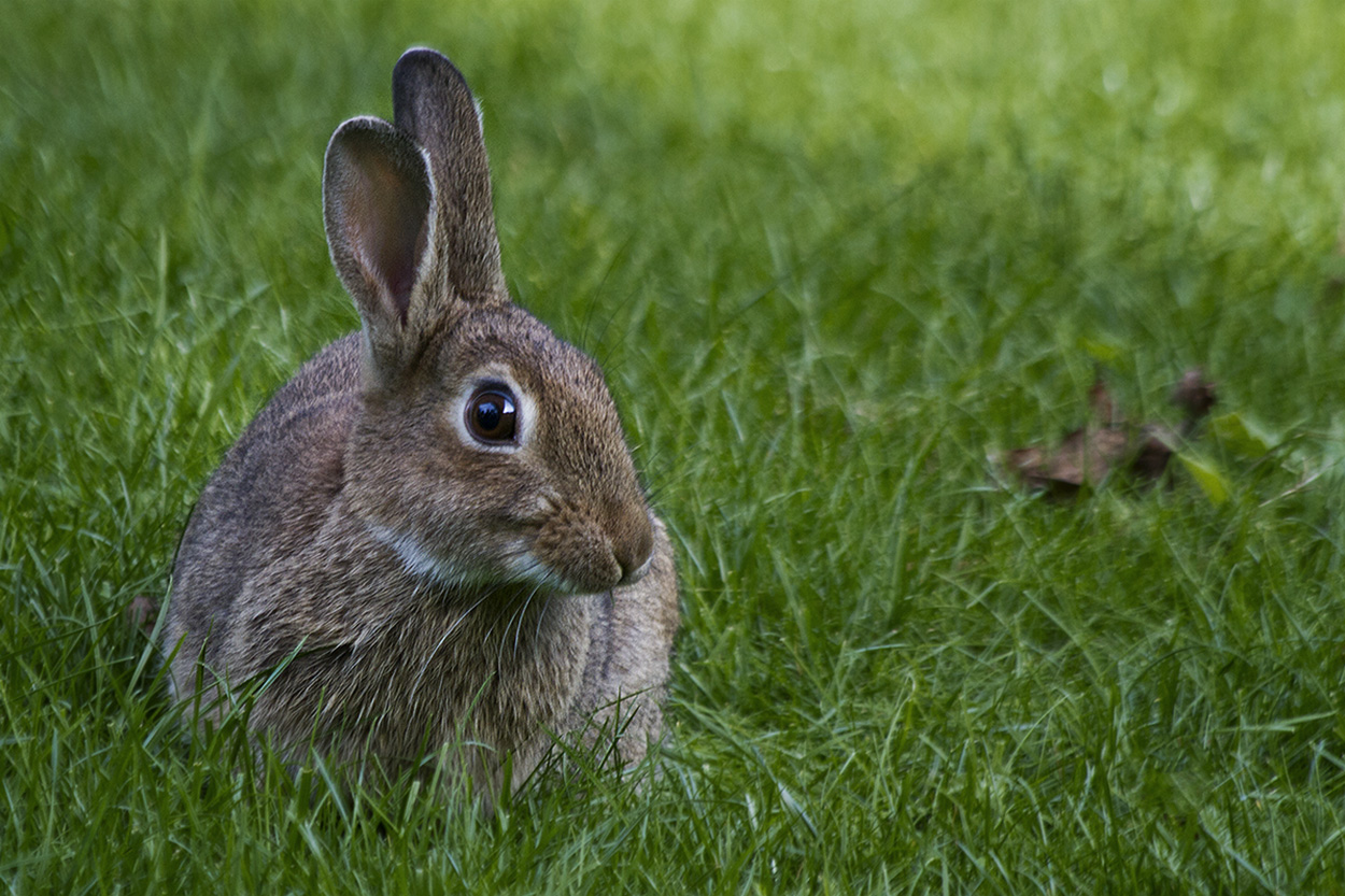 Hase oder Kaninchen?