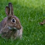 Hase oder Kaninchen?