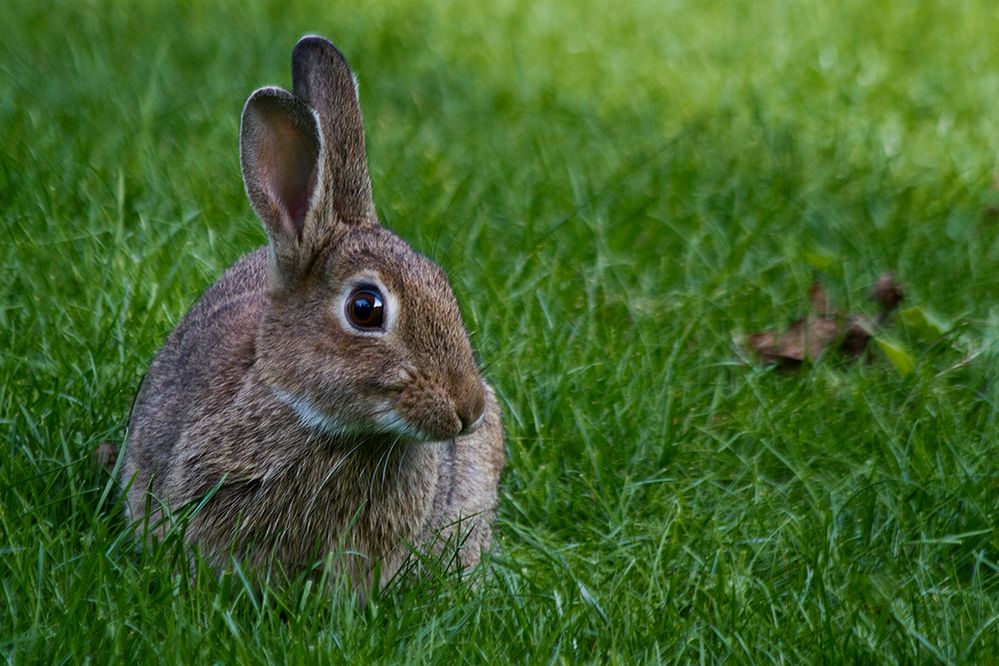 Hase oder Kaninchen? Foto &amp; Bild | tiere, zoo, wildpark &amp; falknerei ...
